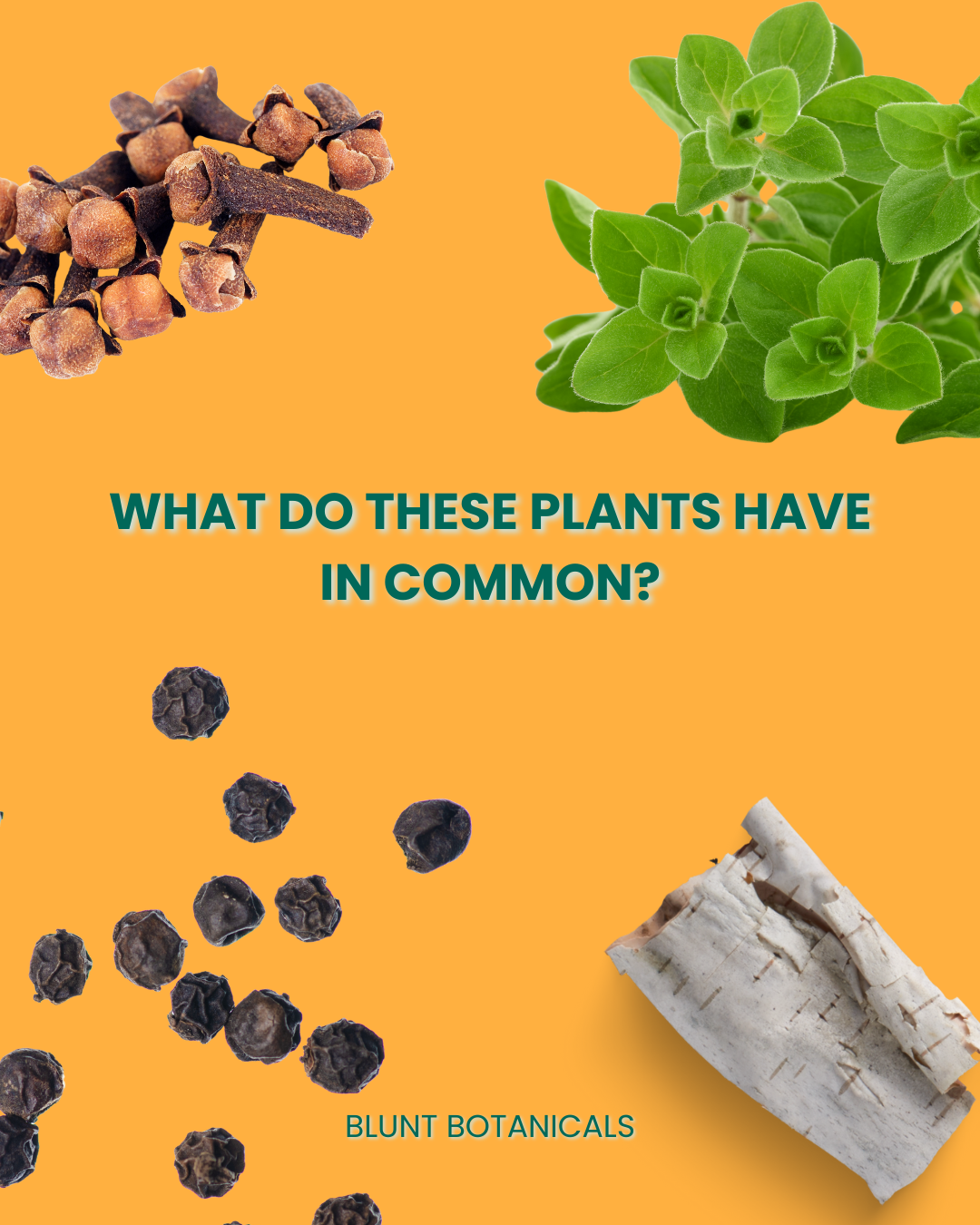 🧬 Beta-Caryophyllene: The Terpene That Acts Like a Cannabinoid