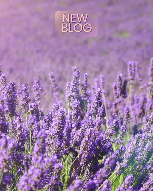 Lavender: The Ancient Plant Behind Modern Calm