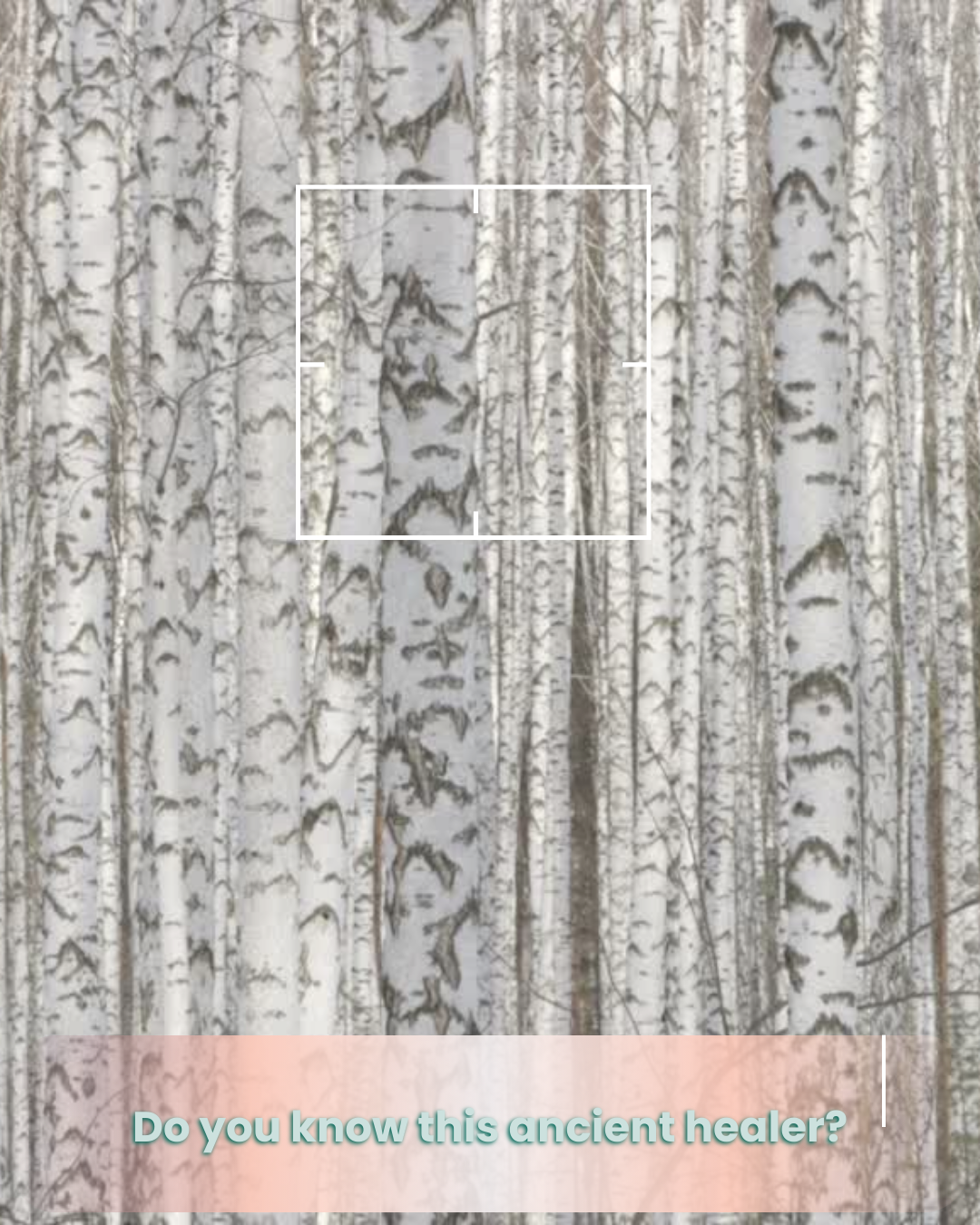 The Birch Tree That Brought Relief: Sweet Birch in Herbal Healing