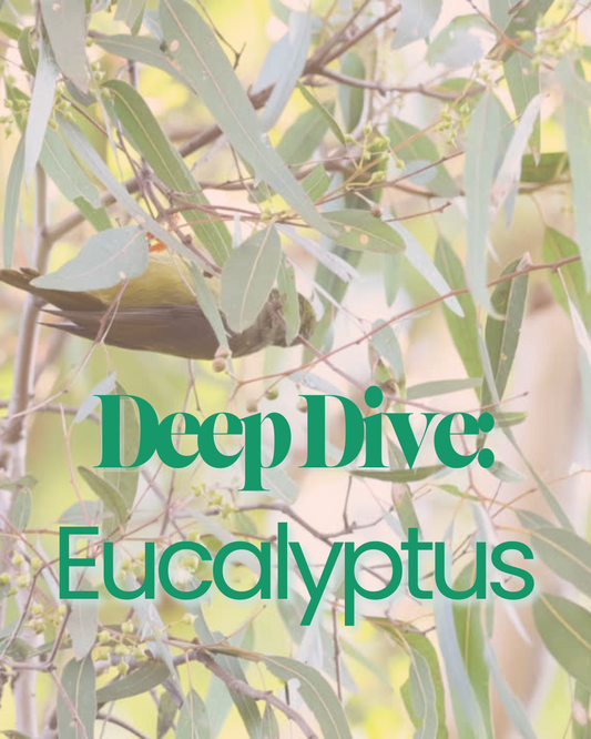 Eucalyptus: From Ancient Remedy to Modern Relief
