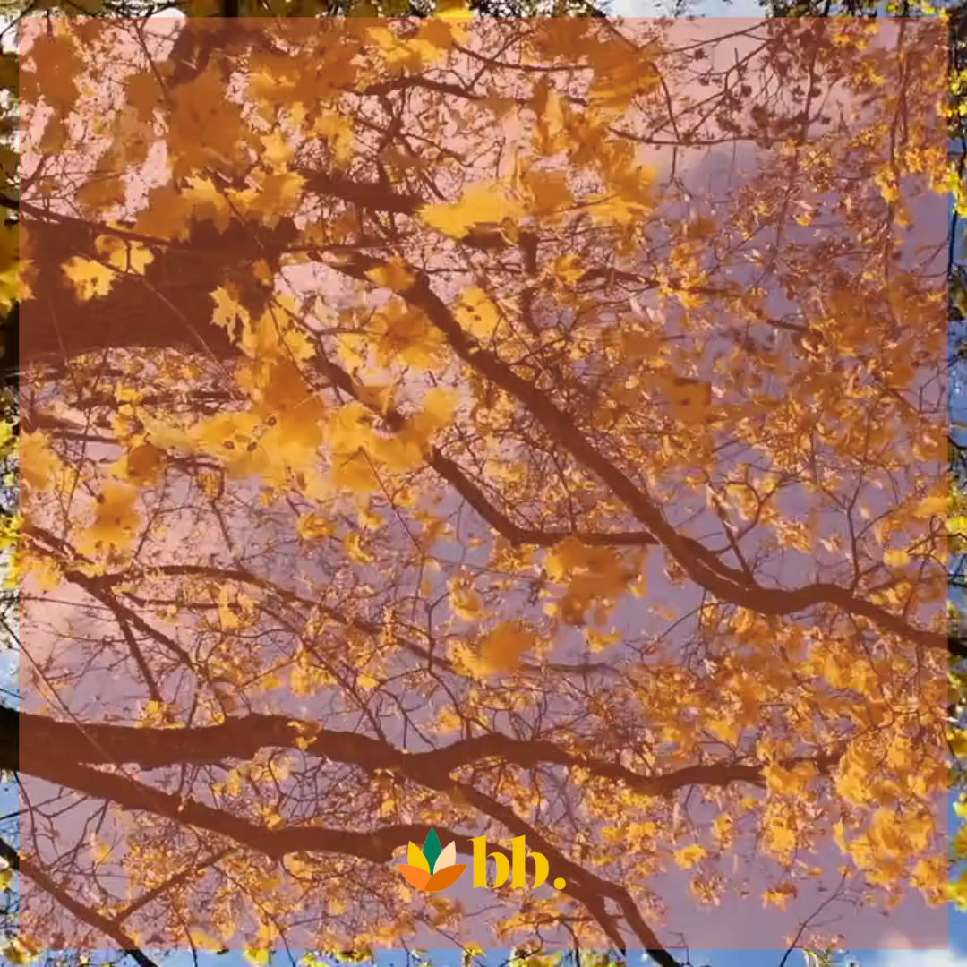 Finding Balance: How the Fall Solstice Can Guide Your Wellness Routine