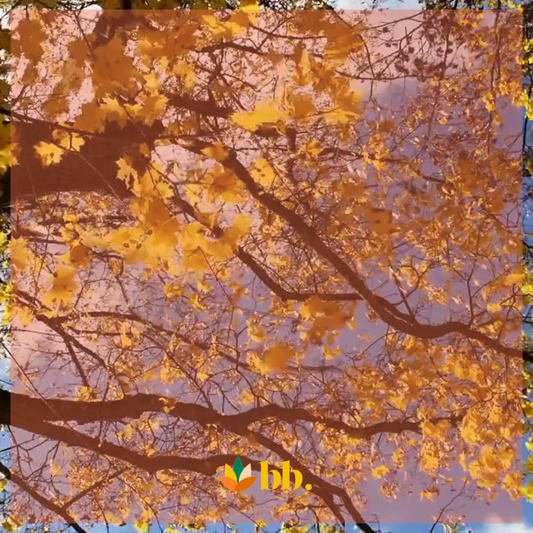 Finding Balance: How the Fall Solstice Can Guide Your Wellness Routine