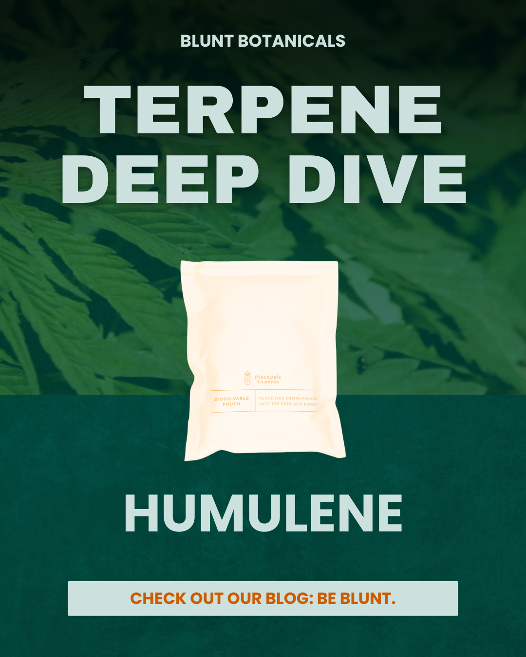 Humulene: Ancient Wisdom Meets Modern Wellness