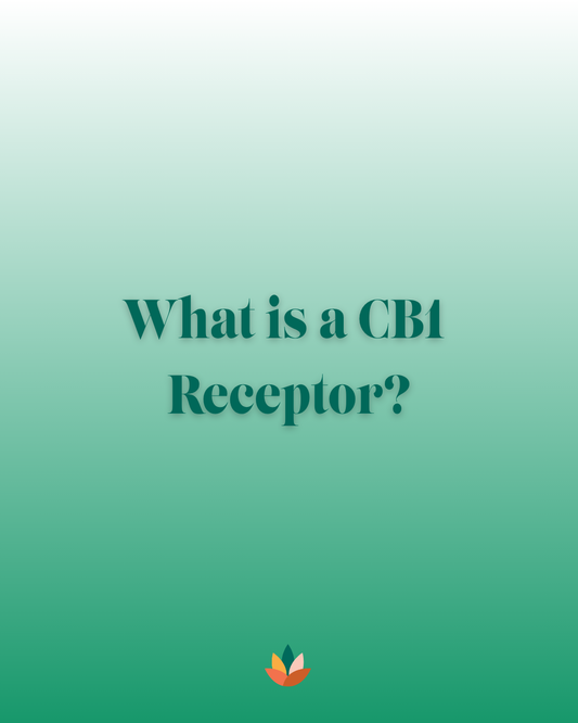 What Is a CB1 Receptor? A Blunt Guide to CB1 and the Endocannabinoid System