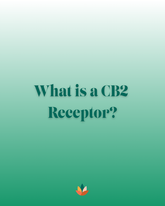 What Is a CB2 Receptor? A Blunt Guide to CB2 and the Endocannabinoid System