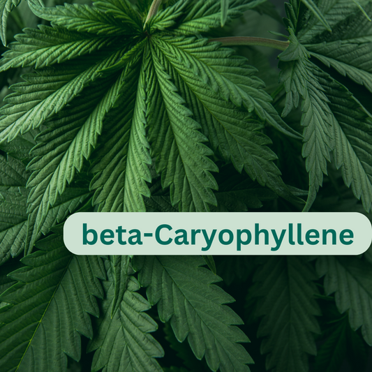 Exploring the Benefits of Beta-Caryophyllene: June’s Terpene Highlight