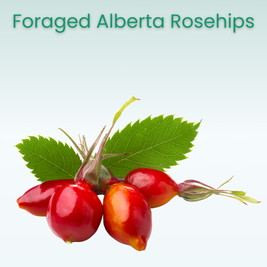 Wild Rosehips, Real Winter: Why We Put Alberta-Foraged Rosehip Oil in Our Intensive Hydrating CBD Lip Balm