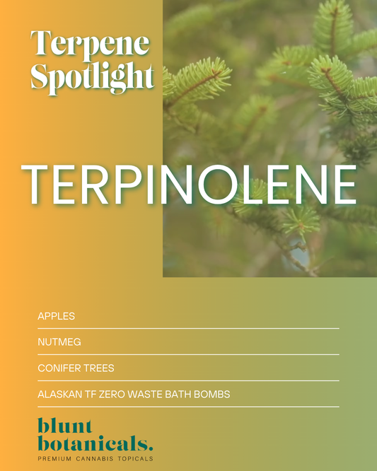 What Is Terpinolene? The Fresh Forest Terpene Your Body Notices Before You Can Name It