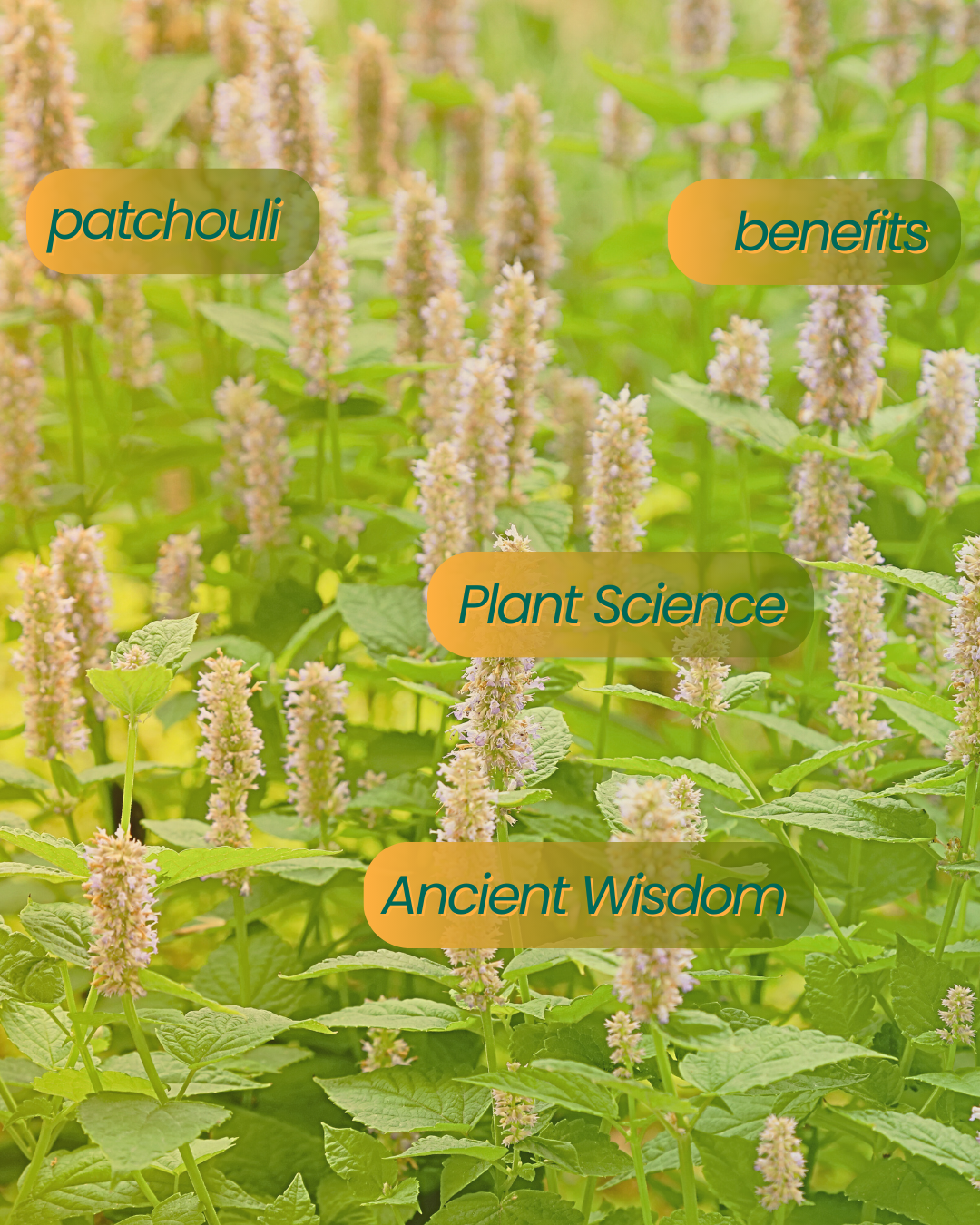 Patchouli: Grounding the Body, Calming the System