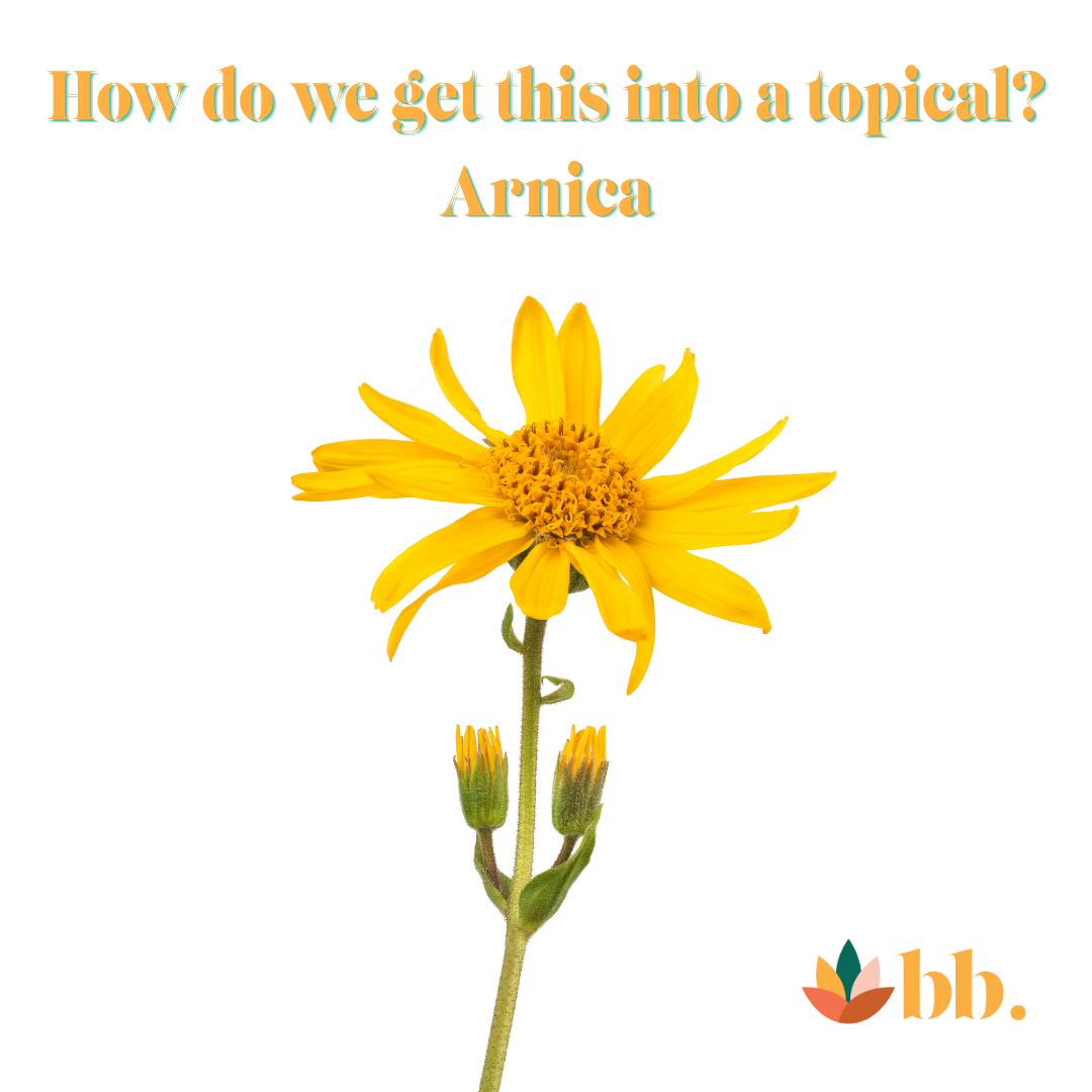 What Is Arnica? The Plant Science Behind This Bright Botanical
