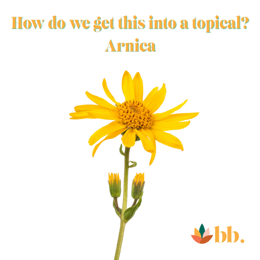 What Is Arnica? The Plant Science Behind This Bright Botanical