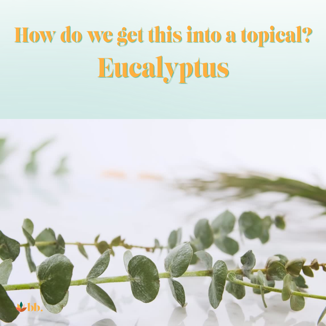 What Is Eucalyptus Oil? The Plant Science Behind This Fresh Botanical