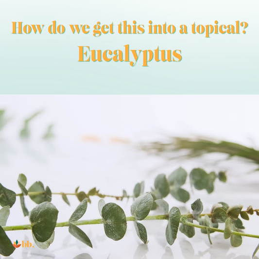 What Is Eucalyptus Oil? The Plant Science Behind This Fresh Botanical