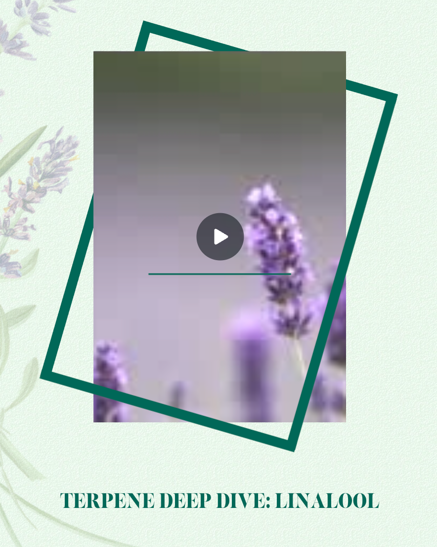 Linalool: The Quiet Power Behind Your Calm